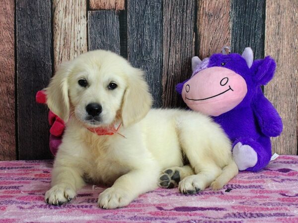 Golden Retriever DOG Female Golden 25339 Petland Las Vegas, Nevada