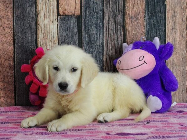 Golden Retriever Dog Female Golden 25338 Petland Las Vegas, Nevada