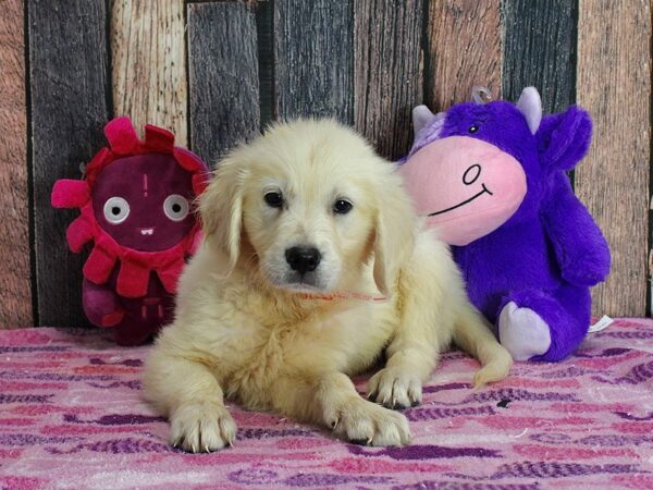 Golden Retriever Dog Female Golden 25340 Petland Las Vegas, Nevada