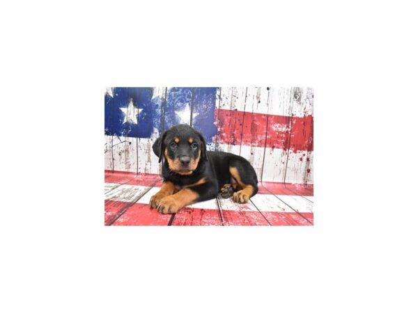 Rottweiler DOG Female Black and Mahogany 25350 Petland Las Vegas, Nevada