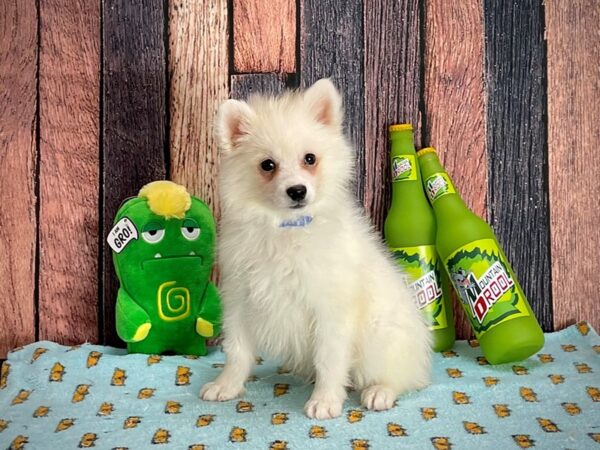 American Eskimo Dog Dog Male White 25348 Petland Las Vegas, Nevada