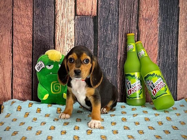 Beagle DOG Female Black and Tan 25344 Petland Las Vegas, Nevada