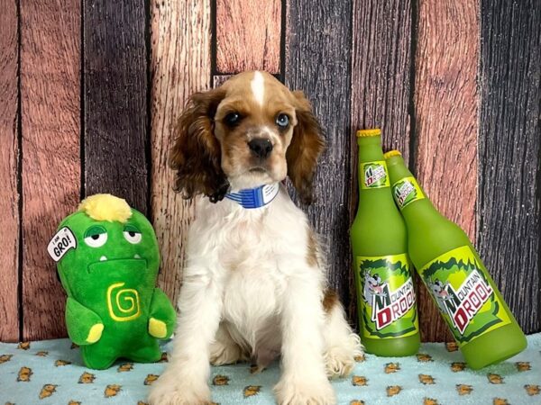 Cocker Spaniel-Dog-Male-Brown and White-25353-Petland Las Vegas, Nevada