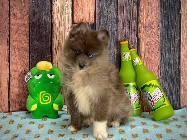 F2 Pomsky-DOG-Male-Blue-25365-Petland Las Vegas, Nevada