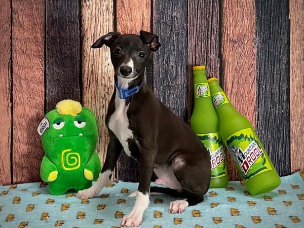 Italian Greyhound Dog Male Seal 25359 Petland Las Vegas, Nevada