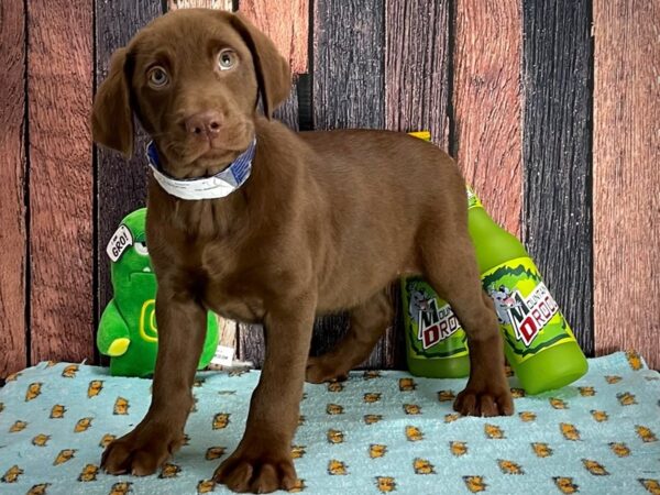 Labrador Retriever DOG Male Chocolate 25351 Petland Las Vegas, Nevada