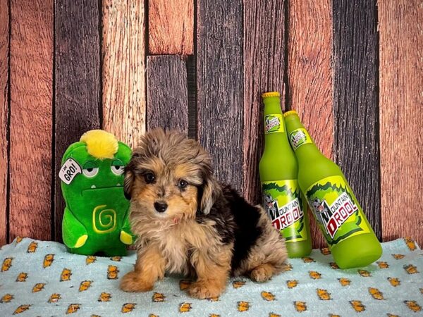 Miniature Australian Shepherd/Poodle-DOG-Female-Blue Merle / Tan-25364-Petland Las Vegas, Nevada