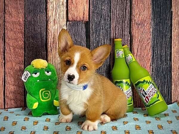 Pembroke Welsh Corgi DOG Male Red 25347 Petland Las Vegas, Nevada