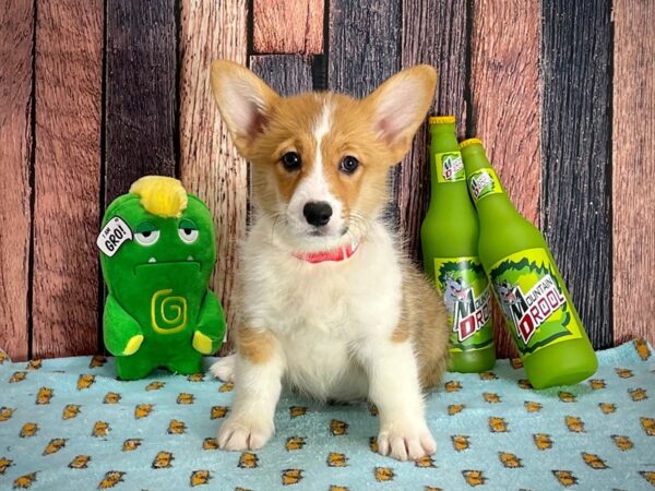 Pembroke Welsh Corgi-DOG-Female-Sable / White-25362-Petland Las Vegas, Nevada