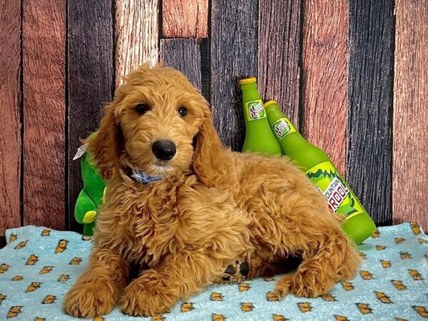 F1B Goldendoodle Dog Male Golden 25366 Petland Las Vegas, Nevada