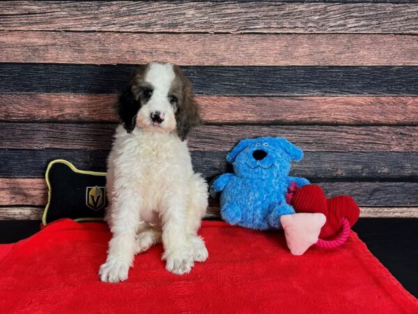 Standard Poodle DOG Male White / Blue Merle 25384 Petland Las Vegas, Nevada