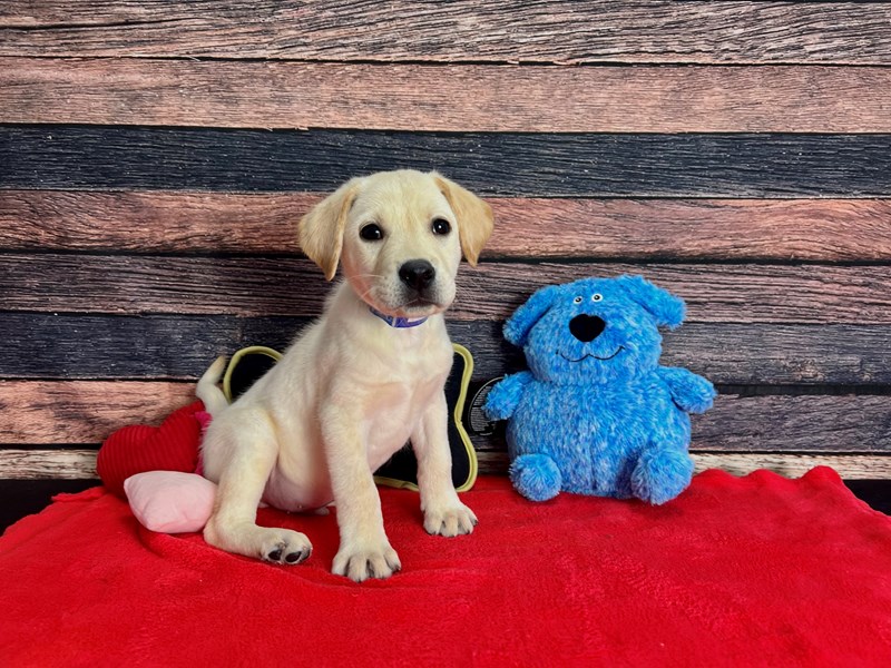 Labrador RetrieverDOGMaleYellow3786511Petland Las Vegas, Nevada