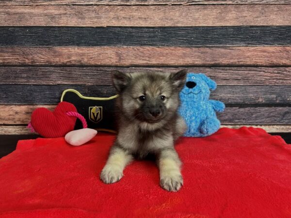 Keeshond Dog Male Silver / Black 25376 Petland Las Vegas, Nevada