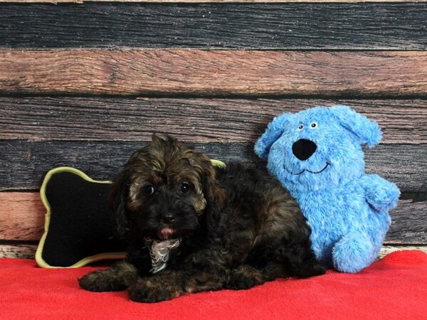 Cavalier King Charles Spaniel/Poodle DOG Female Café 25399 Petland Las Vegas, Nevada