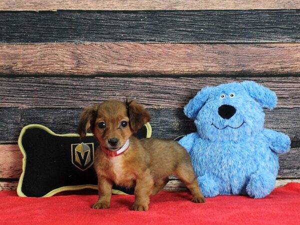 Chihuahua/Dachshund-DOG-Female-Wild Boar-25385-Petland Las Vegas, Nevada