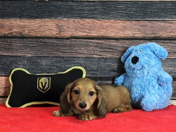 Dachshund DOG Female Wild Boar 25375 Petland Las Vegas, Nevada