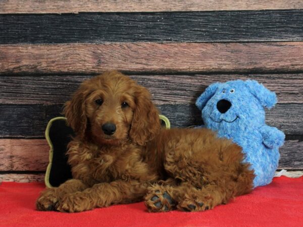 F1B Goldendoodle Dog Male Golden 25407 Petland Las Vegas, Nevada