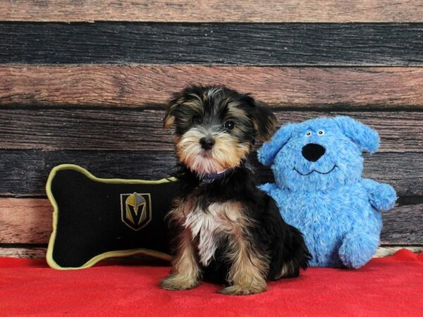 Maltese/Yorkshire Terrier DOG Male Black / Tan 25386 Petland Las Vegas, Nevada