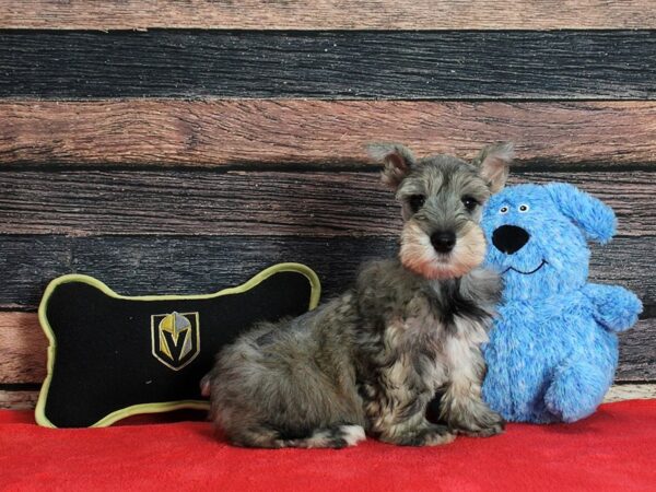 Miniature Schnauzer Dog Male Salt / Pepper 25379 Petland Las Vegas, Nevada