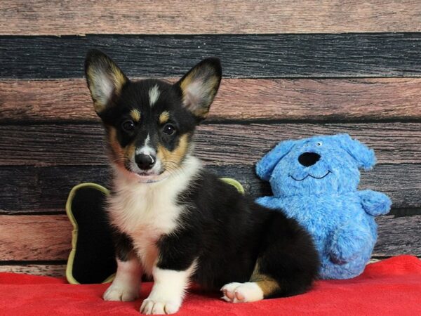 Pembroke Welsh Corgi Dog Male Black and Tan 25391 Petland Las Vegas, Nevada