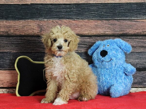 Poodle-DOG-Male-Apricot-25380-Petland Las Vegas, Nevada