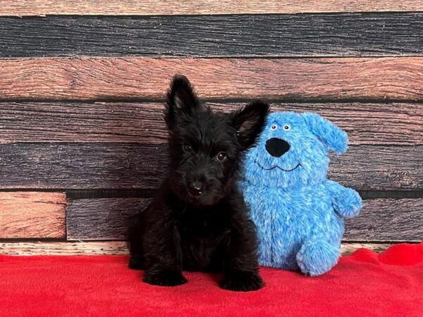 Scottish Terrier DOG Male Black 25381 Petland Las Vegas, Nevada