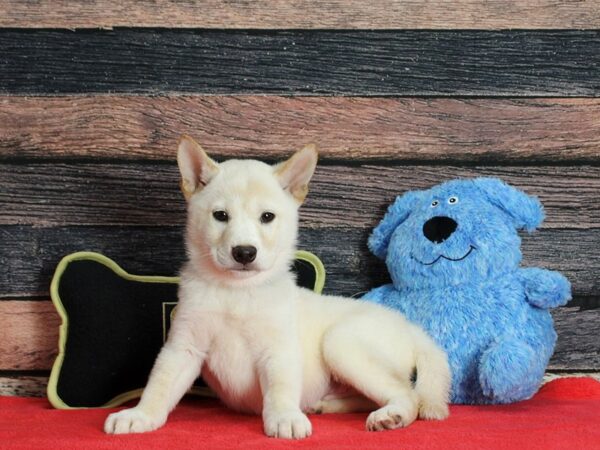 Shiba Inu DOG Male White 25392 Petland Las Vegas, Nevada