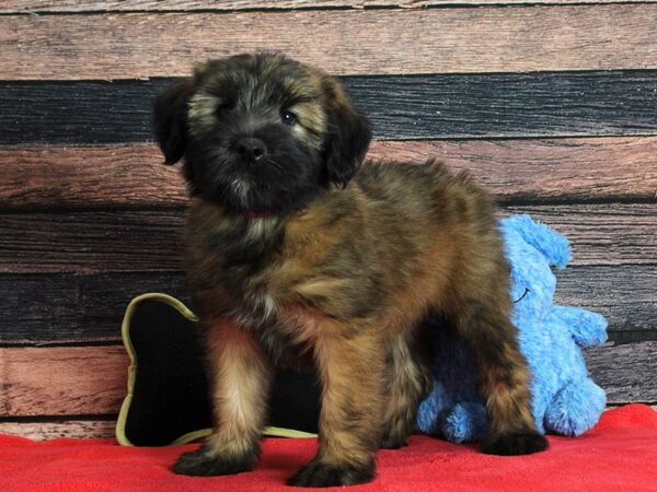 Soft Coated Wheaten Terrier Dog Female Wheaten 25393 Petland Las Vegas, Nevada