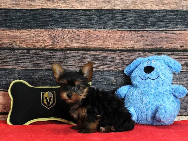 Yorkshire Terrier DOG Male Black / Tan 25383 Petland Las Vegas, Nevada