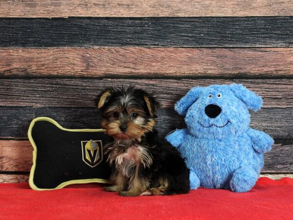 Yorkshire Terrier Dog Female Black and Tan 25394 Petland Las Vegas, Nevada