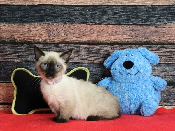 Munchkin/Persian Cat Female 25404 Petland Las Vegas, Nevada