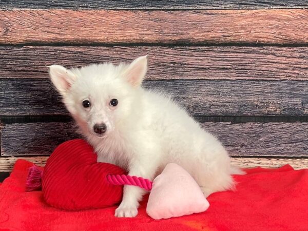 American Eskimo Dog-Dog-Male-White-25400-Petland Las Vegas, Nevada