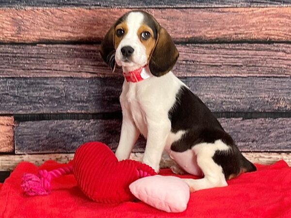 Beagle DOG Female Black White and Tan 25397 Petland Las Vegas, Nevada