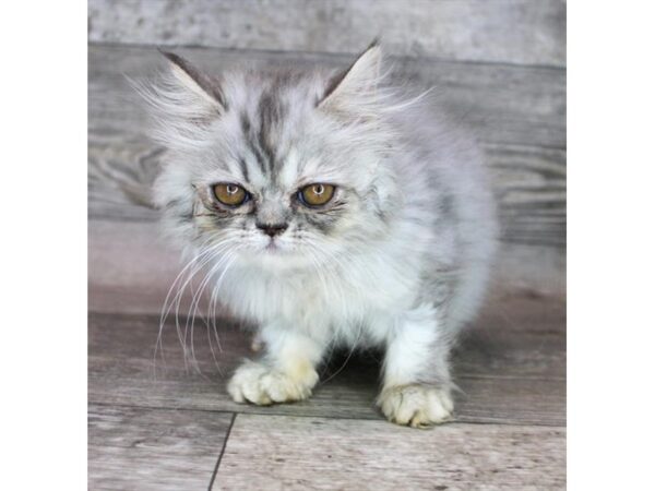 Persian Cat Female Blue 25430 Petland Las Vegas, Nevada