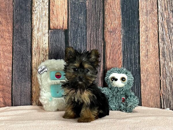 2nd Generation Morkie-Dog-Female-Black / Tan-25429-Petland Las Vegas, Nevada