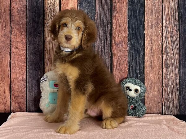 Australian Shepherd/Standard Poodle-Dog-Male-Bronze-25417-Petland Las Vegas, Nevada