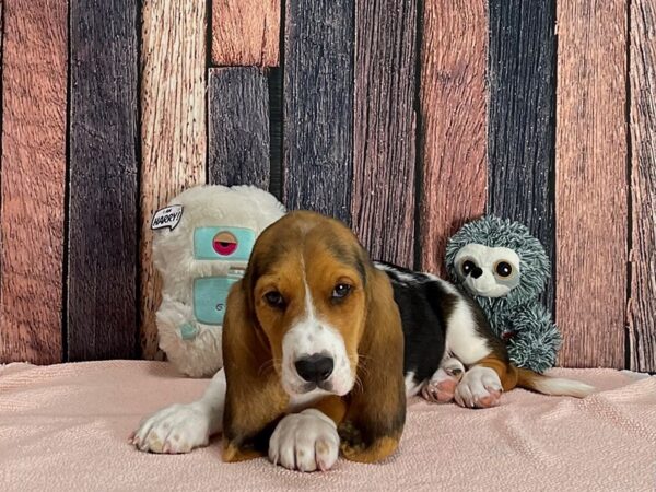 Basset Hound-Dog-Male-Black White / Tan-25419-Petland Las Vegas, Nevada