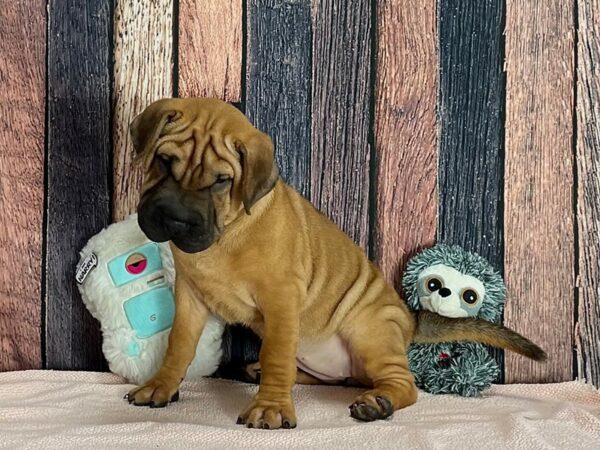 Beagle/Shar Pei-Dog-Female-Red-25425-Petland Las Vegas, Nevada