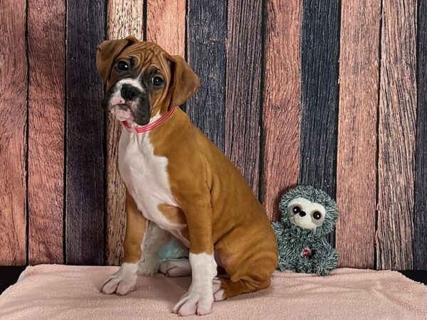 Boxer Dog Female Fawn 25408 Petland Las Vegas, Nevada