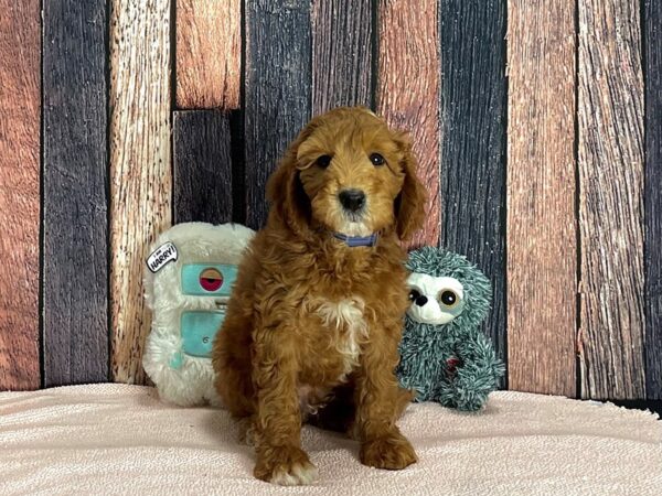 F1B Mini Goldendoodle Dog Male Red 25428 Petland Las Vegas, Nevada