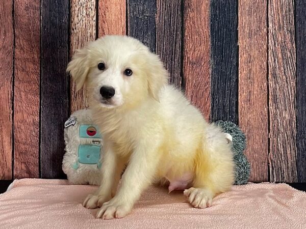 Great Pyrenees Dog Male White 25410 Petland Las Vegas, Nevada