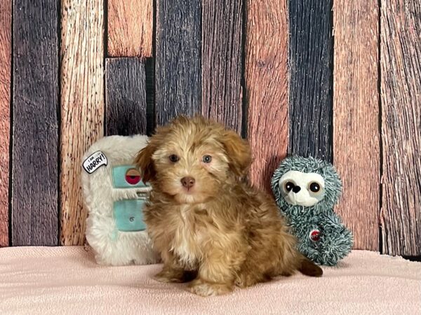 Havanese Dog Male Chocolate Sable 25411 Petland Las Vegas, Nevada