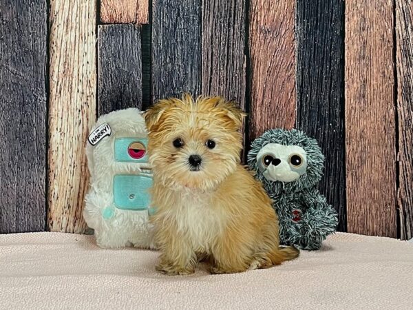 Maltese/Yorkshire Terrier-DOG-Female-Gold-25418-Petland Las Vegas, Nevada