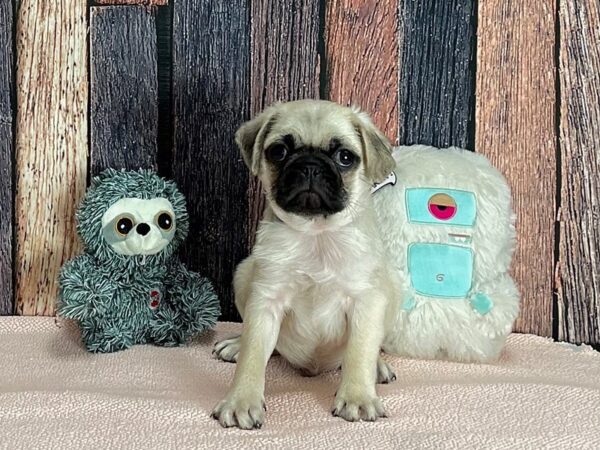 Pug-DOG-Male-Fawn-25414-Petland Las Vegas, Nevada