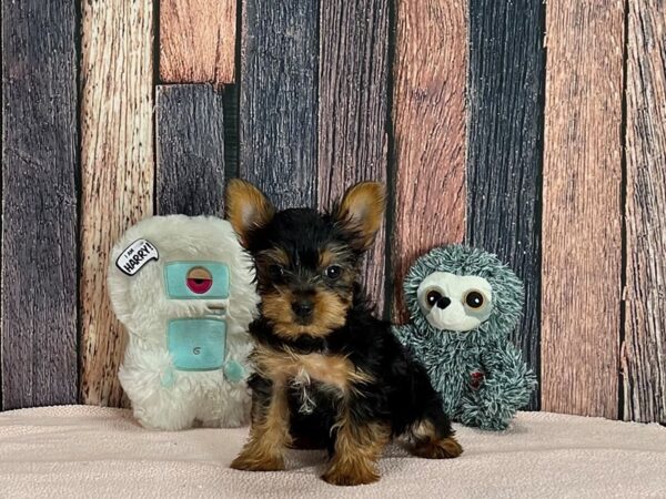 Yorkshire Terrier Dog Female Black / Tan 25423 Petland Las Vegas, Nevada