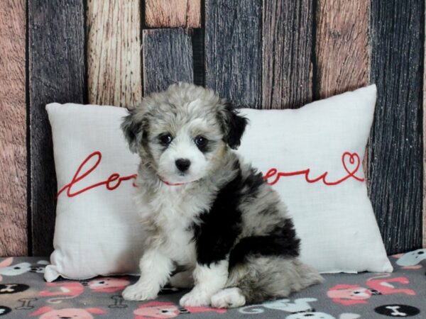 Australian Shepherd/Poodle Dog Female Blue Merle 25453 Petland Las Vegas, Nevada