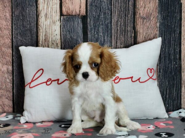 Cavalier King Charles Spaniel Dog Male Blenheim 25443 Petland Las Vegas, Nevada