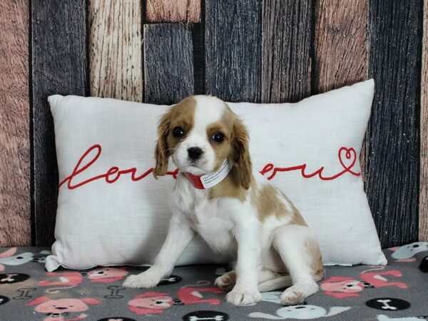 Cavalier King Charles Spaniel Dog Female Blenheim 25433 Petland Las Vegas, Nevada