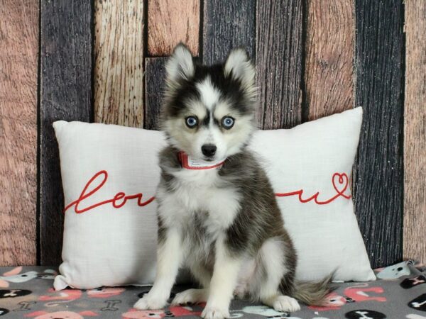 F2 Pomsky-Dog-Female-Black / White-25454-Petland Las Vegas, Nevada