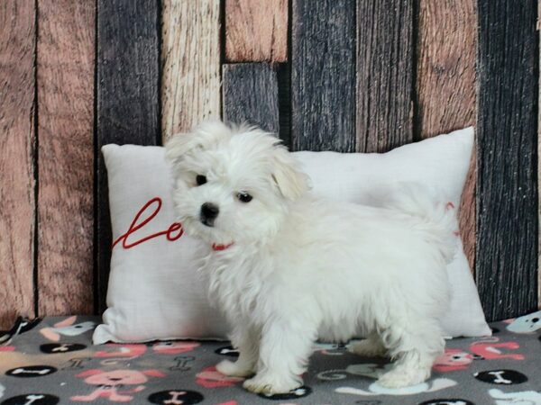 Maltese Dog Female White 25446 Petland Las Vegas, Nevada